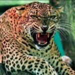 पौड़ी के जामलाखाल क्षेत्र में गुलदार के हमले से एक व्यक्ति की मौत