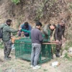 गुलदार को पकड़ने के साथ ही नष्ट करने के आदेश