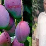 आदिवासी किसान ने उगाया दुनिया का महंगा आम
