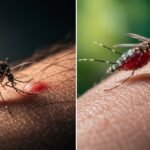 बारिश के साथ बढ़ा डेंगू का खतरा, 40 अस्पतालों में 1,662 बेड किए गए आरक्षित